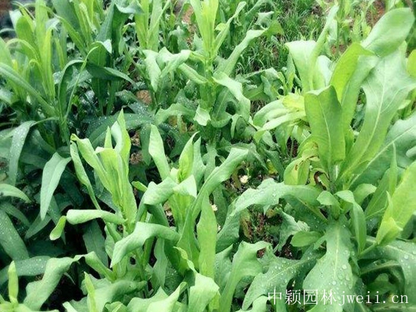 1636898504207958.jpg 苦荬菜12_副本.jpg