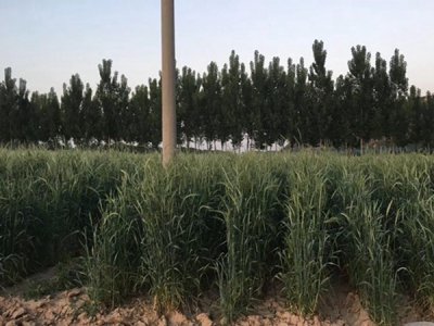 冬牧70種子什么時候種植合適