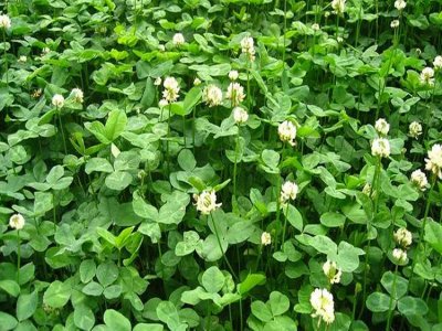 白三葉牧草是優質的高產四季牧草品種