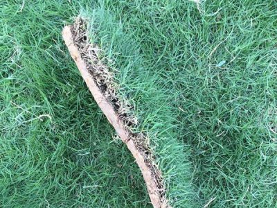 臺灣草與馬尼拉草是否一樣的？