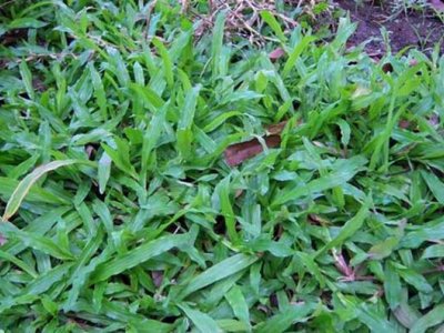 大葉油草