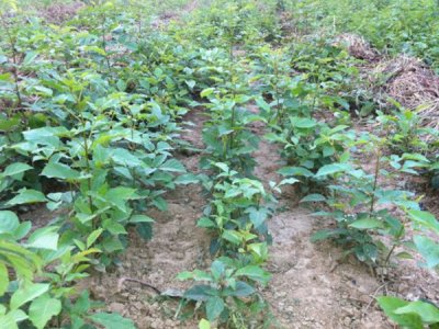 紫藤什么時候栽植比較好？