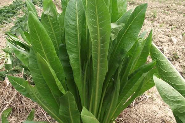 將軍菊苣牧草營養價值高嗎 將軍菊苣牧草營養價值高嗎