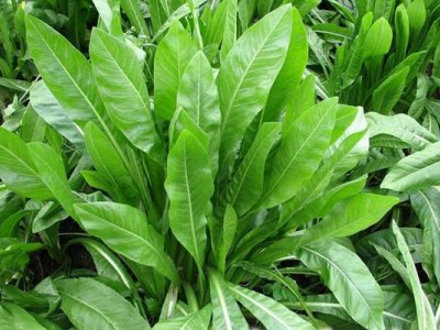 菊苣的種植技術