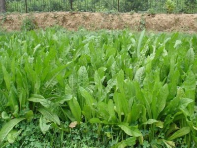 江西菊苣種子一斤多少錢？