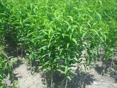 桃樹什么時候栽植比較好？