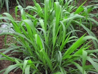 象草