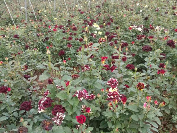 月季花11.jpg