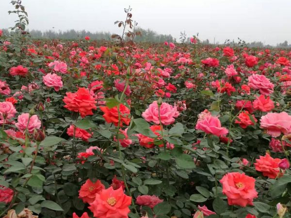 月季花30.jpg