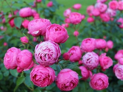 月季花種子什么季節種植最適合？