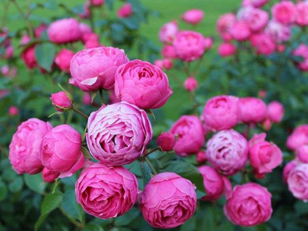 月季花2.jpg
