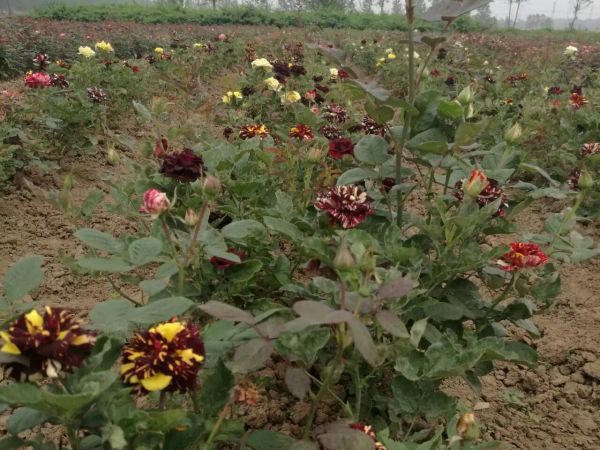 月季花18.jpg