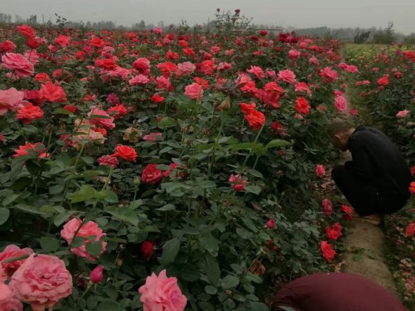 月季花28.jpg