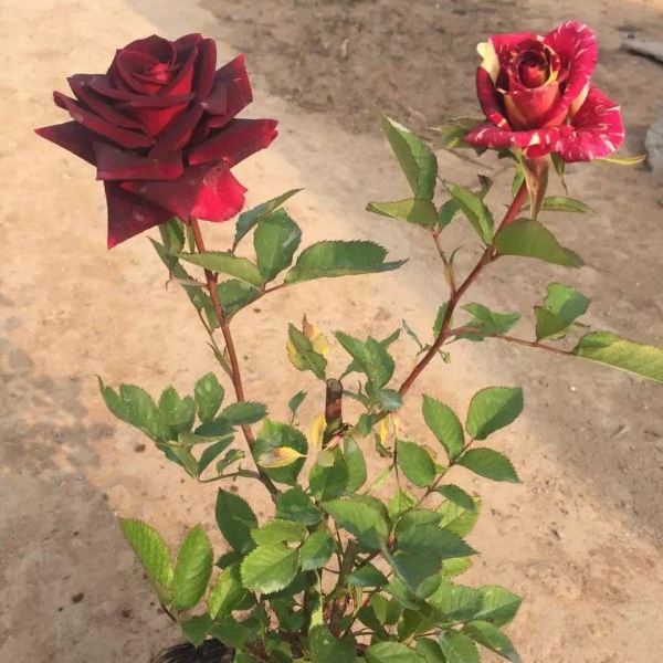 月季花39.jpg