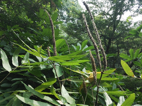 1640524973377046.jpg 貓尾草2.jpg