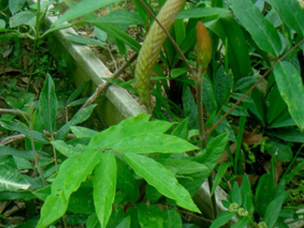 1640525013388657.jpg 貓尾草6.jpg