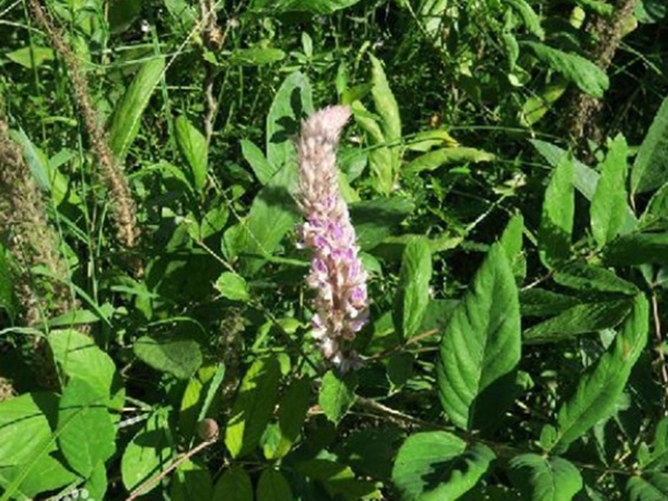 1640525016897156.jpg 貓尾草7.jpg