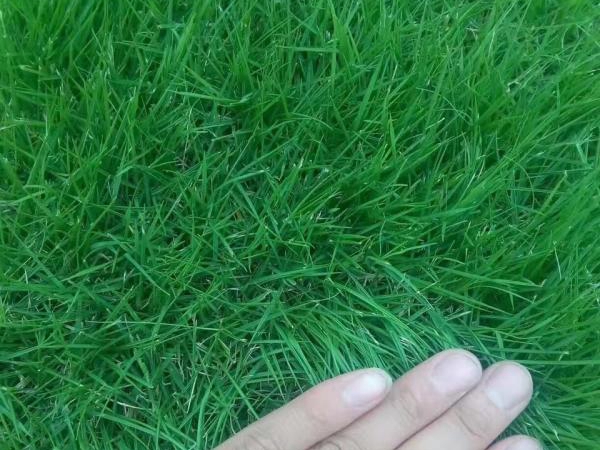 1641890501910094.jpg 地毯草1.jpg