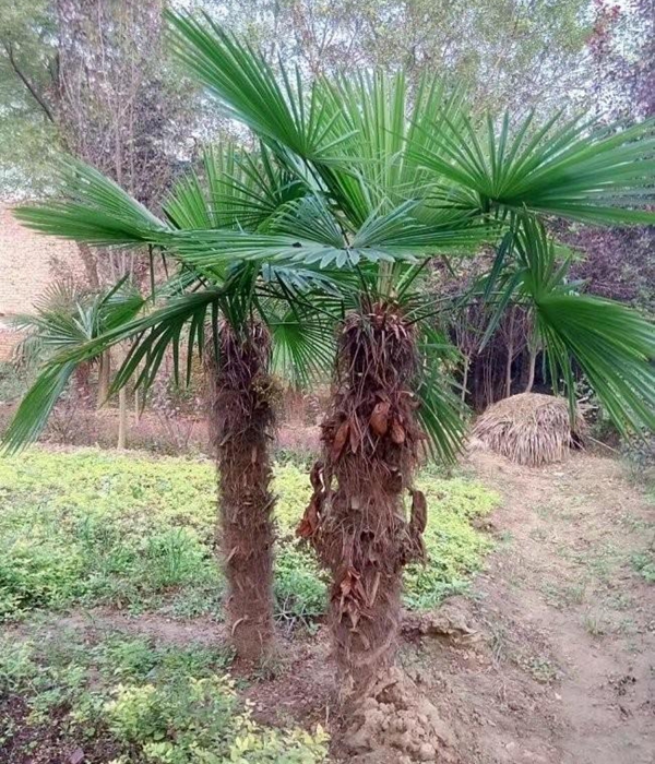 棕櫚樹1.jpg