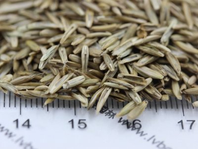 黑麥草種子一畝需用多少斤？什么時候播種合適