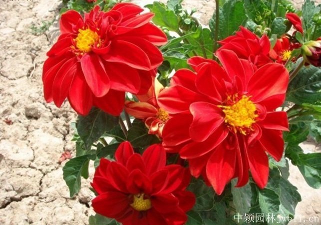 小麗花8.jpg
