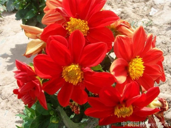 小麗花5.jpg