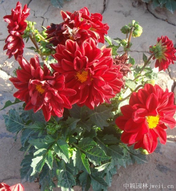 小麗花13.jpg