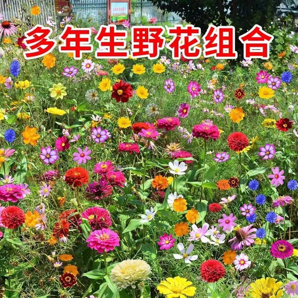 野花組合3.jpg