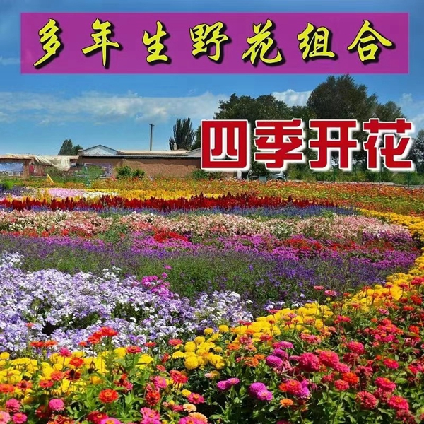 野花組合8.jpg