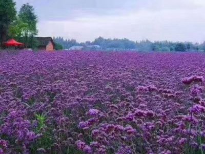 薰衣草可以播種在護坡上嗎？