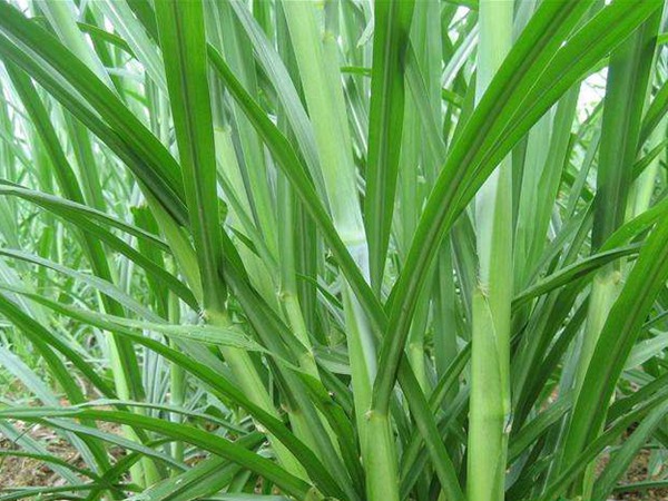 甜象草圖片 甜象草圖片