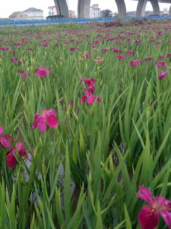 1645777870876412.jpg 常綠鳶尾 (8).jpg