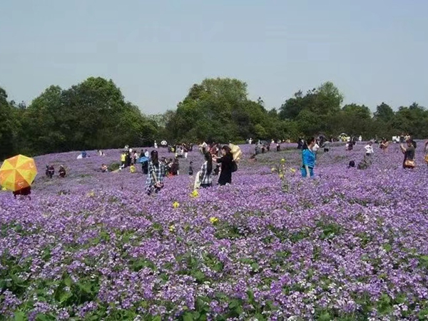 1646915780728204.jpg 二月蘭1.jpg