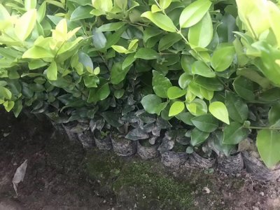 金森女貞什么時候栽植比較好？