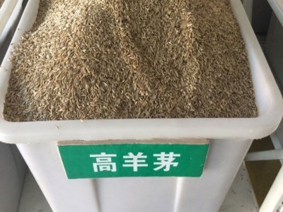 吉林哪里有賣高羊茅種子的？
