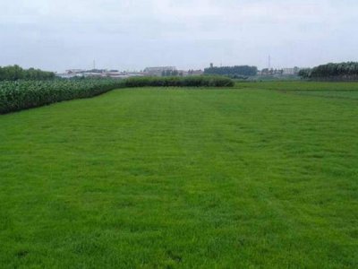 4月可以種植高羊茅嗎？