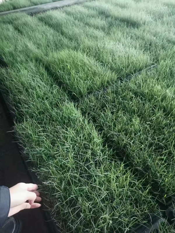 1647948894458468.jpg 粉黛亂子草2.jpg