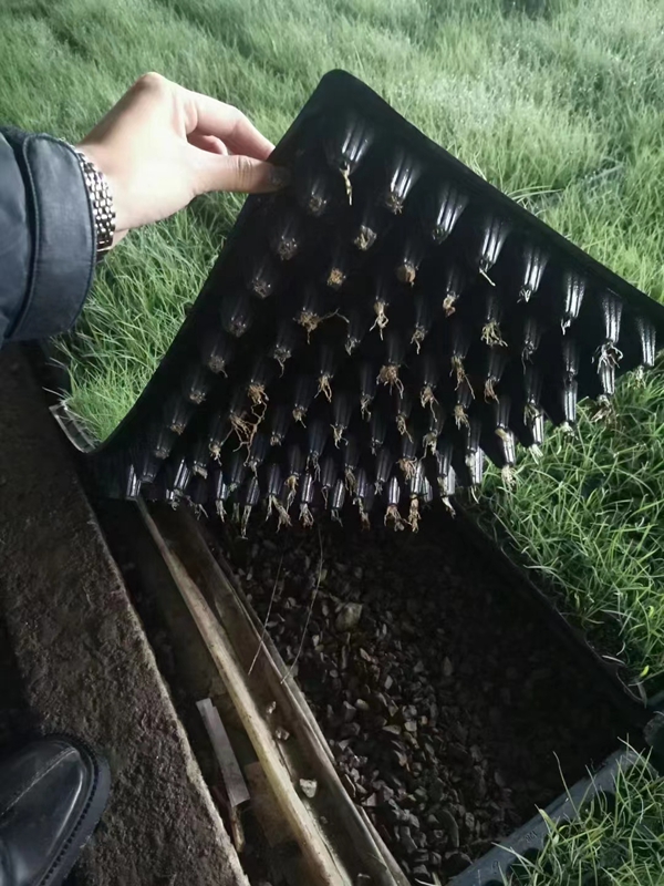 1647948899843708.jpg 粉黛亂子草3.jpg