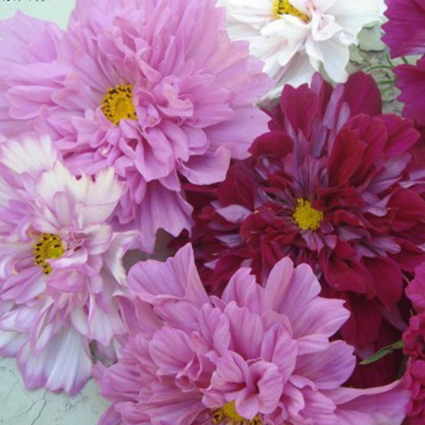 格桑花9_副本.jpg