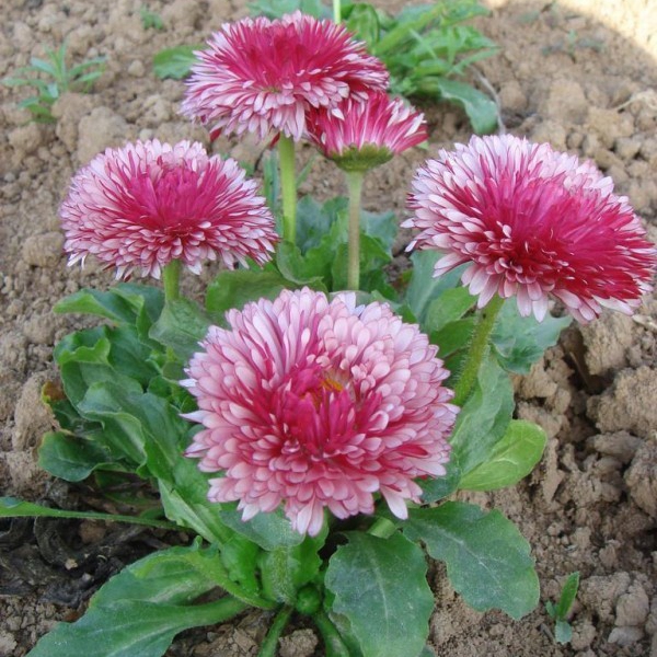 1648100260947018.jpg 雛菊2.jpg