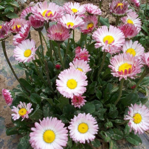 1648100264869933.jpg 雛菊7.jpg