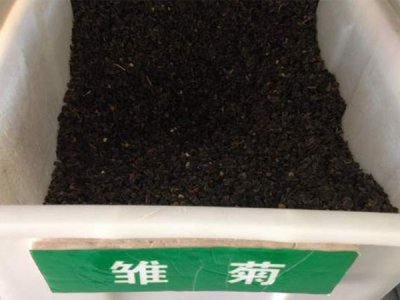春季能不能播種雛菊？