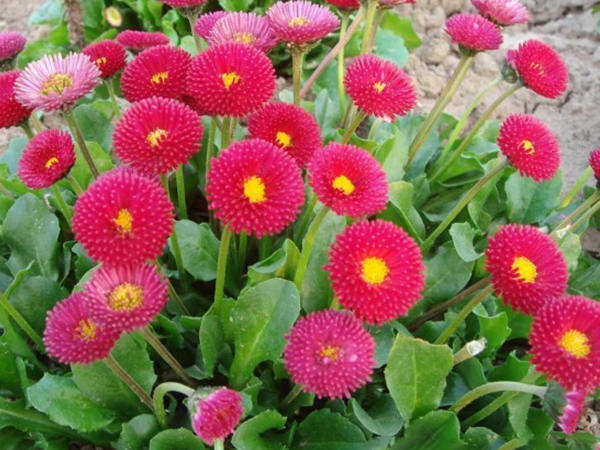 1648101445845911.jpg 雛菊1.jpg