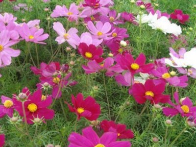 格桑花和雛菊都有哪些區別？