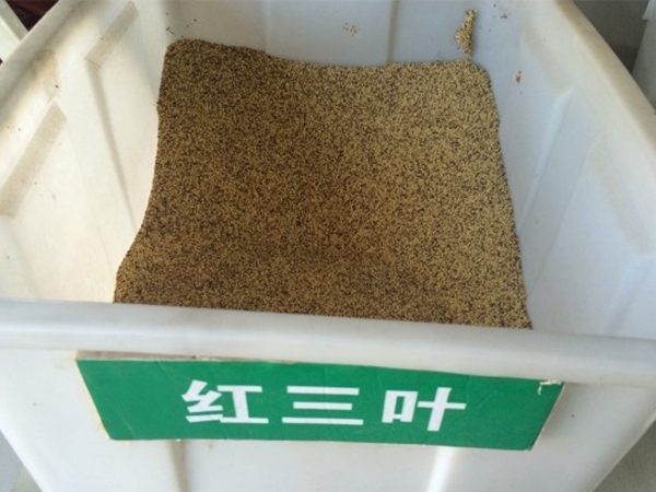 1648173876909694.jpg 紅三葉2.jpg