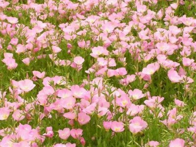 東北可以種花嗎？