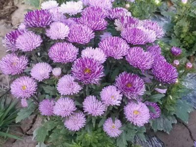 小雛菊的花語是什么？