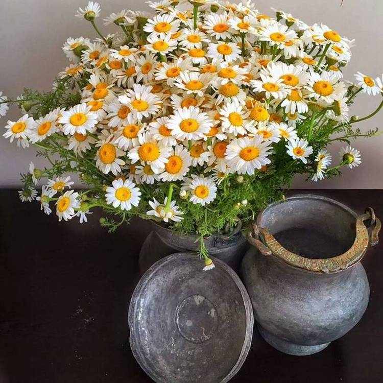 1648266107378935.jpg 雛菊6.jpg