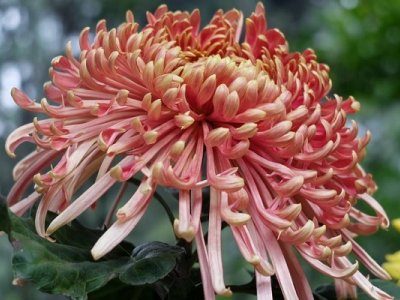 菊花的花語是什么意思？