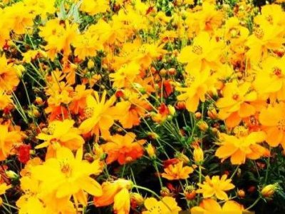 黃秋英是格桑花嗎？